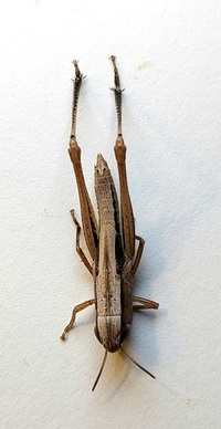 Amblytropidia mysteca