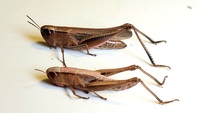 Amblytropidia mysteca