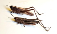 Amblytropidia mysteca