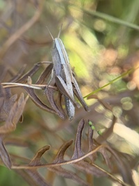 Amblytropidia mysteca