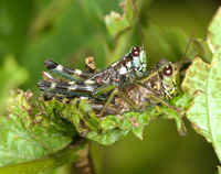 Booneacris variegata