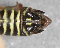 Booneacris variegata