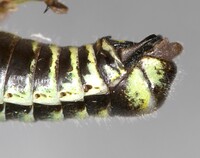 Booneacris variegata