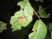 Camptonotus carolinensis
