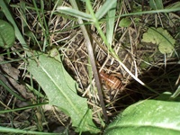 Camptonotus carolinensis
