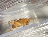 Camptonotus carolinensis