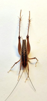 Ceuthophilus unidentified species