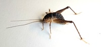Ceuthophilus unidentified species