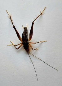 Ceuthophilus unidentified species