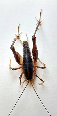 Ceuthophilus unidentified species