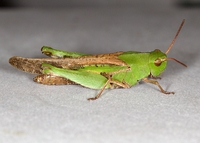 Chortophaga viridifasciata