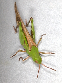 Chortophaga viridifasciata