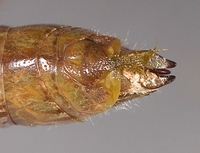 Chortophaga viridifasciata