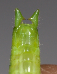 Conocephalus fasciatus