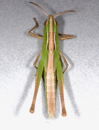 Syrbula admirabilis