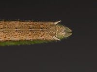Syrbula admirabilis