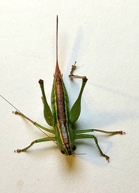 Odontoxiphidium apterum