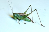 Conocephalus strictus