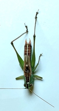 Conocephalus strictus
