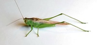 Conocephalus fasciatus