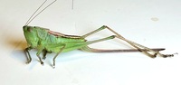 Conocephalus strictus
