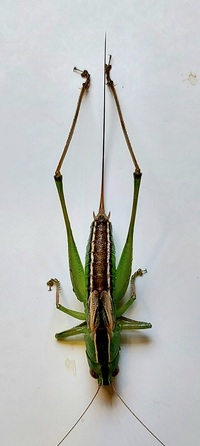 Conocephalus strictus