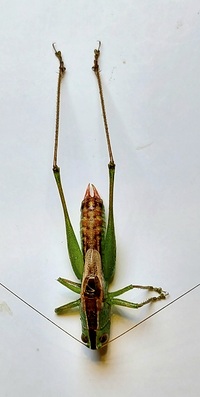 Conocephalus strictus