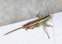 Conocephalus unidentified species