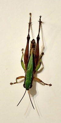 Dichromorpha viridis