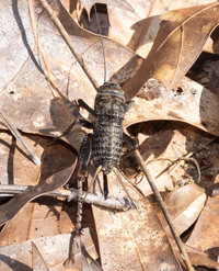 Gryllus firmus