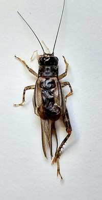 Velarifictorus micado