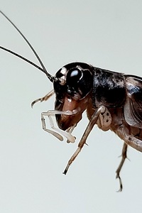 Velarifictorus micado