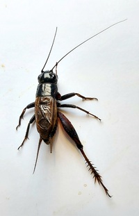 Gryllus firmus