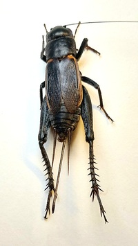 Gryllus firmus