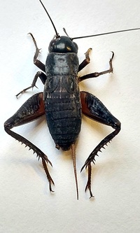 Gryllus firmus