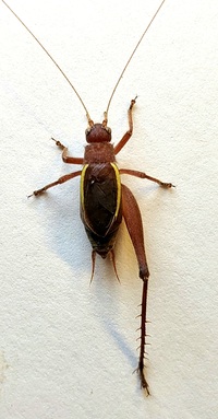 Hapithus agitator