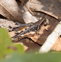 Melanoplus angustipennis