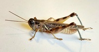 Melanoplus bispinosus