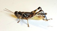 Melanoplus bispinosus