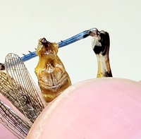 Melanoplus bispinosus