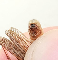 Melanoplus sanguinipes