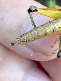 Melanoplus decorus