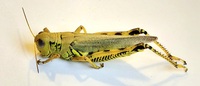 Melanoplus differentialis