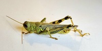 Melanoplus differentialis