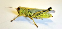 Melanoplus differentialis