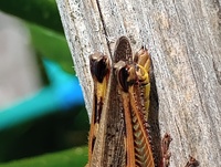 Melanoplus femurrubrum