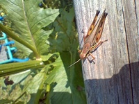 Melanoplus femurrubrum