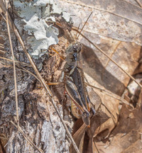 Melanoplus keeleri keeleri