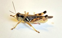 Melanoplus keeleri
