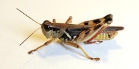 Melanoplus keeleri